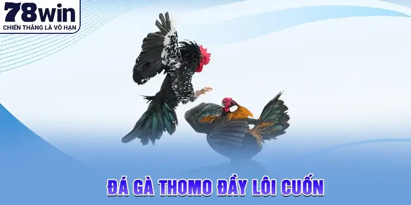 Giới thiệu đá gà Thomo